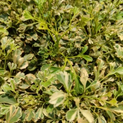 Aralia Variegated (Polyscias Fruticosa)