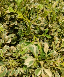 Aralia Variegated (Polyscias Fruticosa)