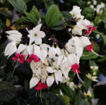 Bleeding Heart Vine 'Clerodendrum Thomsoniae'