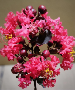 Black Diamond Crape Myrtle (Lagerstroemia)