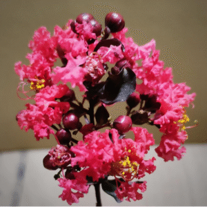 Black Diamond Crape Myrtle (Lagerstroemia)