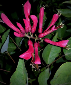 Blake's Coral Tree (Erythrina Blakei)