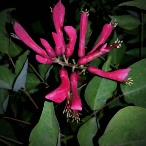 Blake's Coral Tree (Erythrina Blakei)