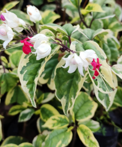 Bleeding Heart (Clerodenrum Thompsoniae) 'Variegata'