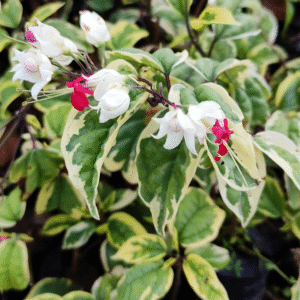 Bleeding Heart (Clerodenrum Thompsoniae) 'Variegata'