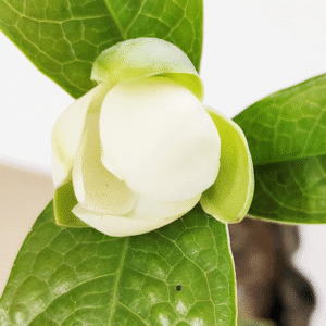 Coconut (Magnolia Coco)