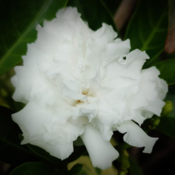 Crape Jasmine Giant Double Chandni Tagar Scented (Tabernaemontana Divaricata)