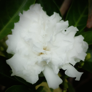 Crape Jasmine Giant Double Chandni Tagar Scented (Tabernaemontana Divaricata)