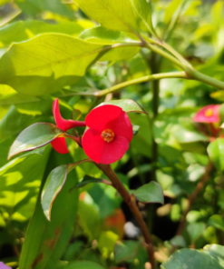 Crown of Thorns (Euphorbia Geroldii) 'Thornless'