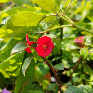 Crown of Thorns (Euphorbia Geroldii) 'Thornless'