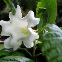 Easter Lily Vine (Beaumontia Grandiflora)