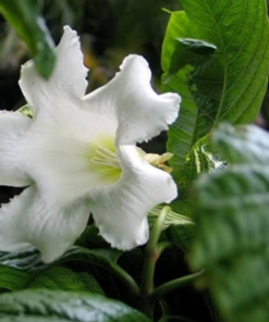 Easter Lily Vine (Beaumontia Grandiflora)