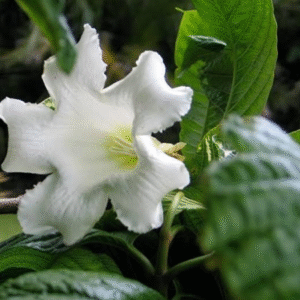 Easter Lily Vine (Beaumontia Grandiflora)