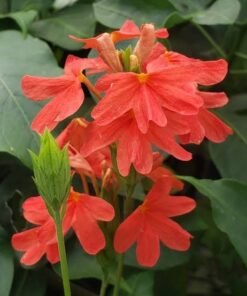 Firecracker Crossandra Red (Crossandra Infundibuliformis) 'Nile Queen'