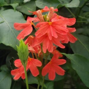 Firecracker Crossandra Red (Crossandra Infundibuliformis) 'Nile Queen'
