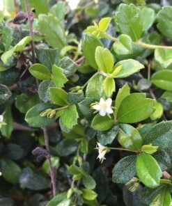 Fukien Tea (Ehretia Microphylla)