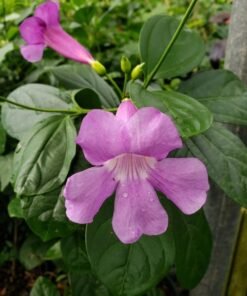 Glow Vine (Bignonia Magnifica)