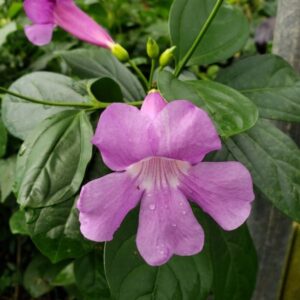 Glow Vine (Bignonia Magnifica)
