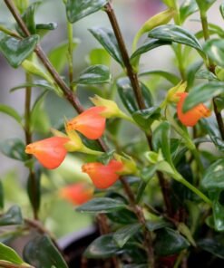 Goldfish (Nematanthus Wettsteinii)