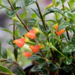Goldfish (Nematanthus Wettsteinii)