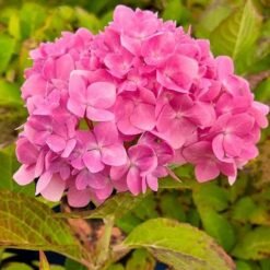 Hydrangea Macrophylla
