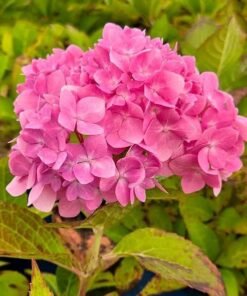 Hydrangea Macrophylla