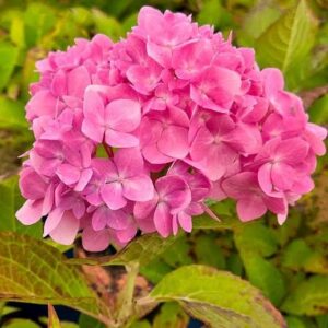Hydrangea Macrophylla