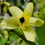 Yellow Orchid Tree (Bauhinia Tomentosa)