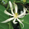 White Champaca (Magnolia Alba)