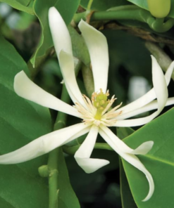 White Champaca (Magnolia Alba)