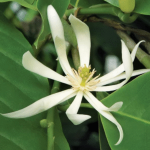 White Champaca (Magnolia Alba)