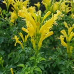 Tecomaria Capensis Aurea Yellow