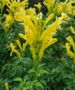 Tecomaria Capensis Aurea Yellow
