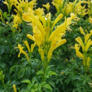 Tecomaria Capensis Aurea Yellow