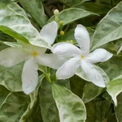 Tagar Variegated (Tabernaemontana Divaricata) 'Silver Rain'