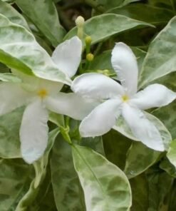 Tagar Variegated (Tabernaemontana Divaricata) 'Silver Rain'