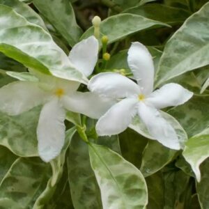 Tagar Variegated (Tabernaemontana Divaricata) 'Silver Rain'