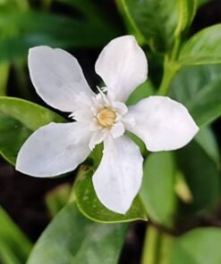 Srilankan Tagar Arctic Snow (Wrightia Antidysenterica)