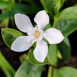 Srilankan Tagar Arctic Snow (Wrightia Antidysenterica)