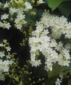 Snow Vine (Porana Volubilis)