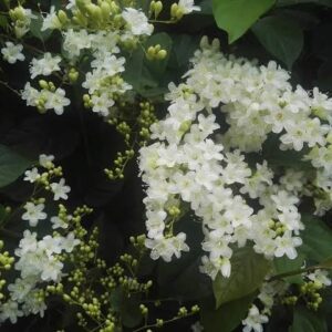 Snow Vine (Porana Volubilis)