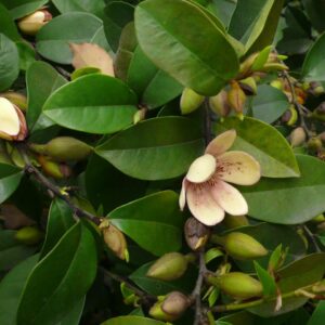 Michelia Banana Figo (Magnolia Fuscata)