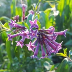 Purple Cestrum (Cestrum Purpureum)