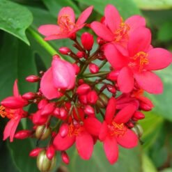 Spicy Jatropha (Jatropha Integerrima)