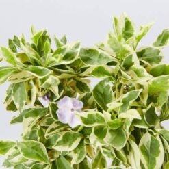Brunfelsia Compacta Variegated