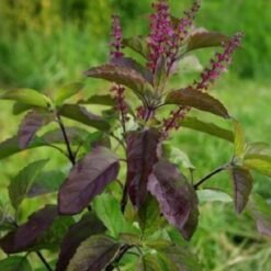 Krishna Shyama Tulsi (Ocimum Sanctum)