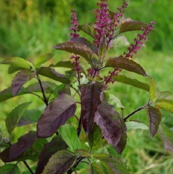 Krishna Shyama Tulsi (Ocimum Sanctum)