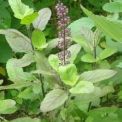 Ram Tulsi (Ocimum Gratissimum)