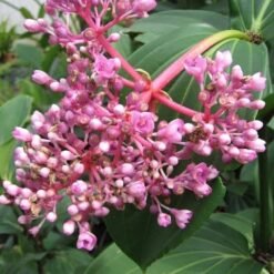Malaysian Orchid (Medinilla Myriantha)