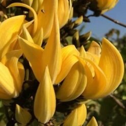 Palash Yellow 'Butea Monosperma' Flame Of The Forest